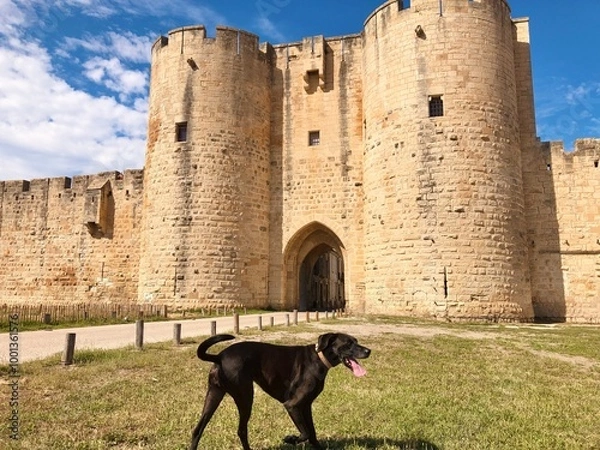Obraz Chien devant château médiéval