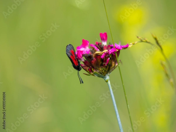 Obraz Beautiful flowers on the field