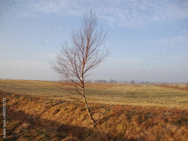 Fototapeta tree in the field