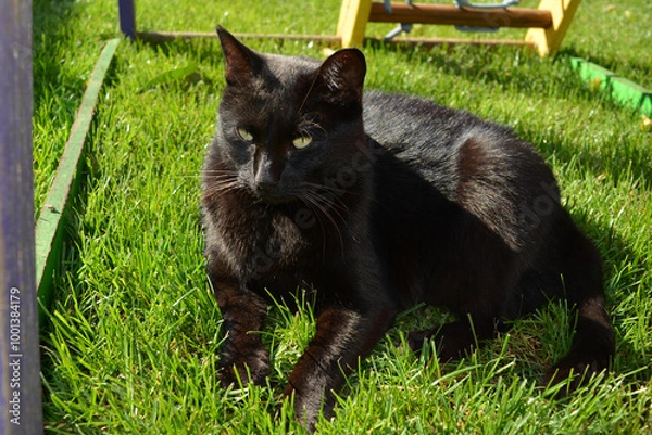 Fototapeta Sleepy black cat resting on the grass: scene of a serene sunny day
