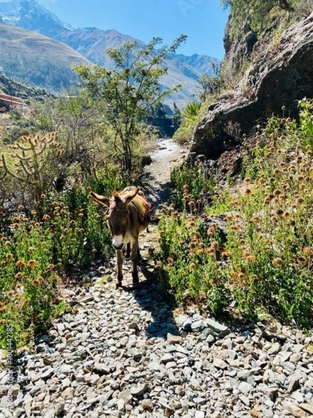 Obraz Donkey in the Andes