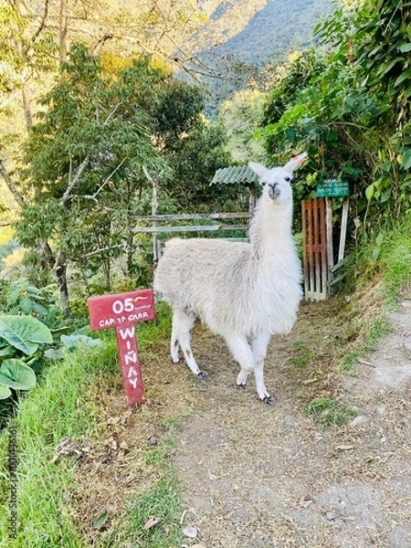 Obraz llama on the Inca trail