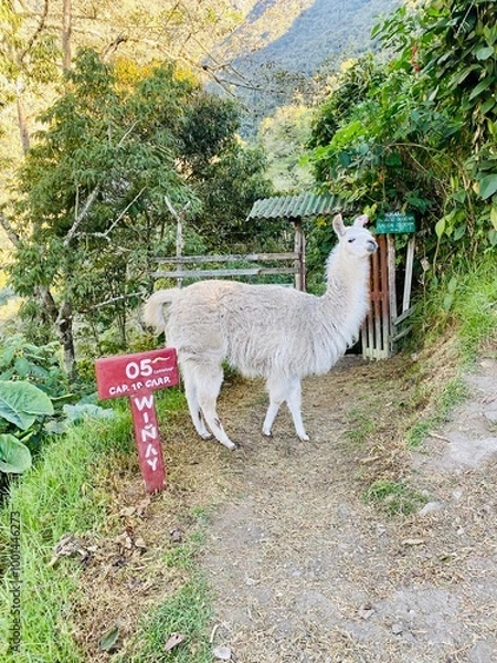 Obraz llama on the Inca trail