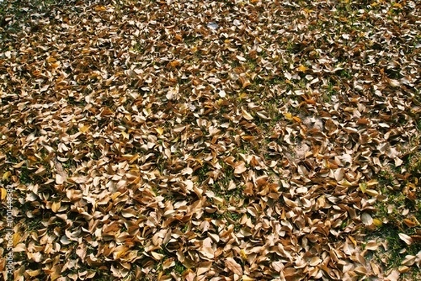 Fototapeta An abstract view of the yellow dried leaves on the floor in the park
