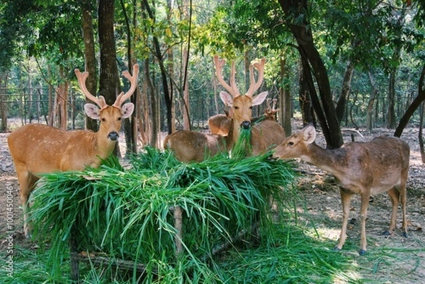 Fototapeta A group of Barasinghas or Swamp deers are needed with grass in the park