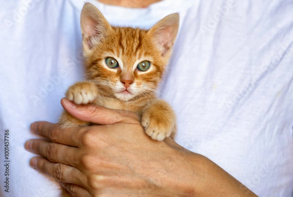 Fototapeta red striped little kitten in the hands of a woman. A happy cat loves to be petted. Curious little kitten looks at you
