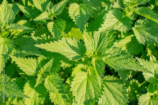 Fototapeta The common nettle (Urtica dioica). Stinging nettle leaves texture