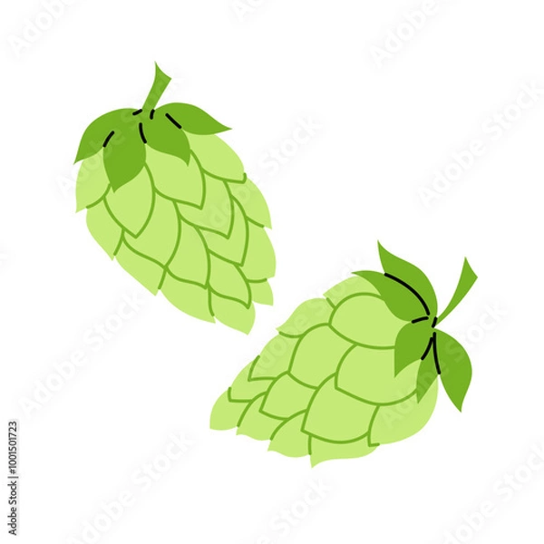 Fototapeta Set hop cone. Ingredient for making beer. A climbing herbaceous plant. Hops. Illustration on a white background.