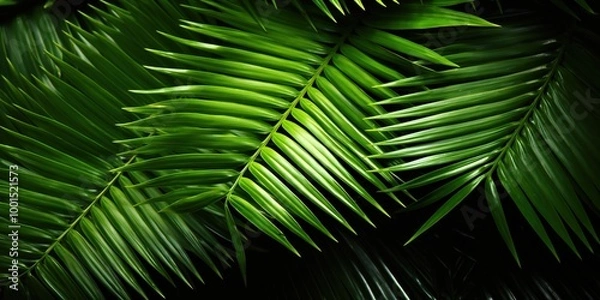 Fototapeta green palm leaf