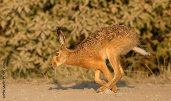 Obraz zając w biegu