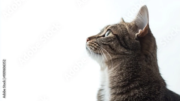 Fototapeta Cat isolated on white background composition