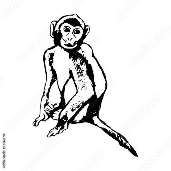 Fototapeta Monkey sitting - abstraction