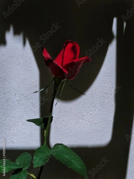 Fototapeta red rose