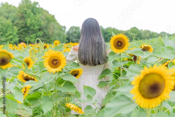 Obraz sunflowers in a field of sunflowers