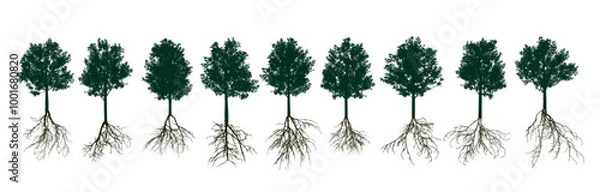 Fototapeta Set of deciduous trees with root systems. Vector illustration