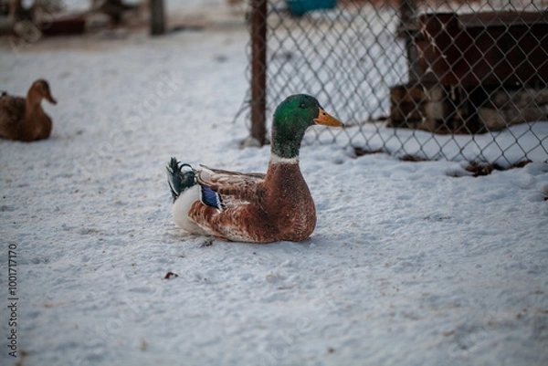 Fototapeta A mallard duck with a green head and brown body is sitting on snow near a chain-link fence, with another duck blurred in the background, creating a cold and serene outdoor scene.