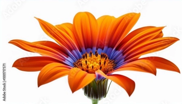 Fototapeta  Vibrant blooming flower isolated on a white background