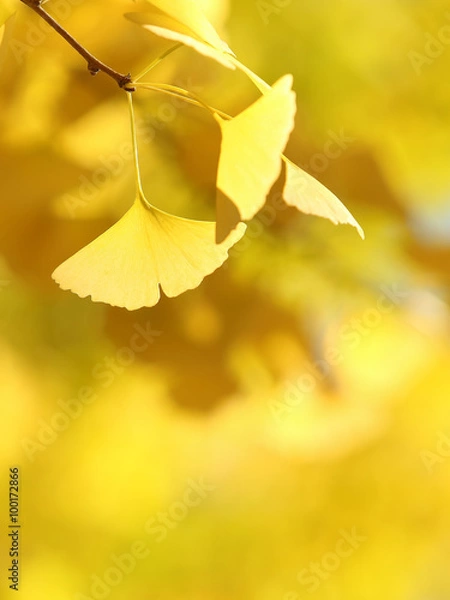 Obraz イチョウ　黄葉