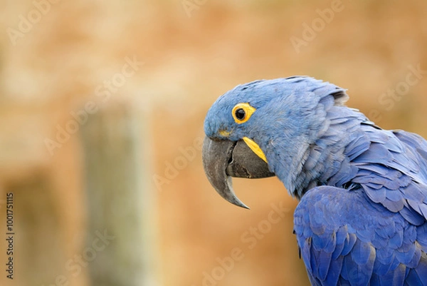 Obraz portrait Ara hyacinthe 