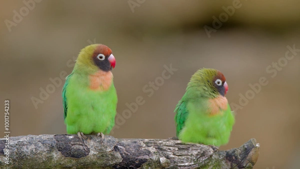 Fototapeta couple d'inséparable 