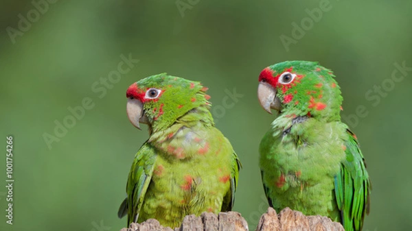 Obraz couple d'amazone portrait