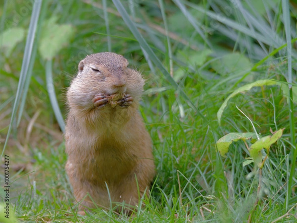 Obraz petit rongeur trop mignon 