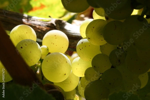 Obraz Weintrauben