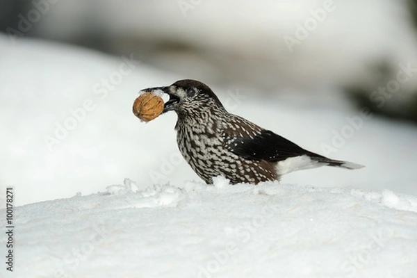 Obraz Nutcracker (Nucifraga caryocatactes)