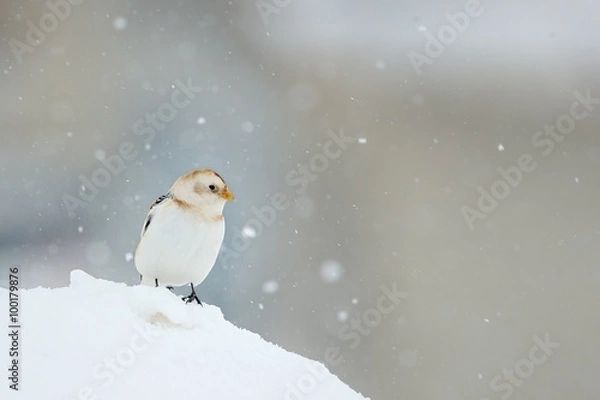 Obraz Snow bunting (Plectrophenax nivalis)