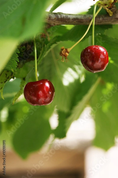 Fototapeta Cherries on branch
