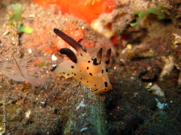 Obraz Meeresschnecke