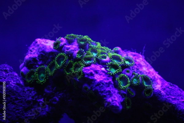 Fototapeta Green Button Polyps – the Zoanthid 