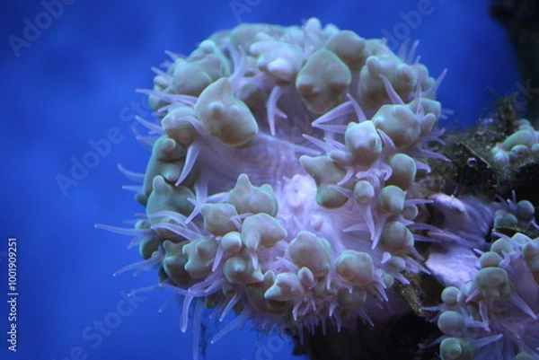 Obraz Vibrant Bubble Hammer Coral Reef 