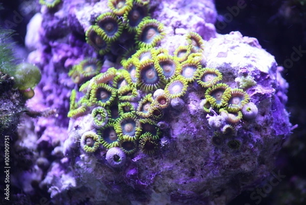 Obraz Green Button Polyps – the Zoanthid 