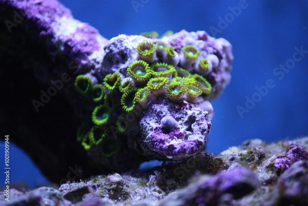 Obraz Green Button Polyps – the Zoanthid 