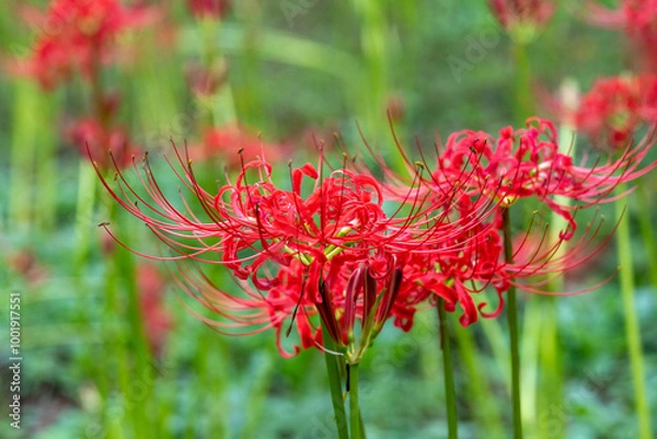 Fototapeta 一面の彼岸花