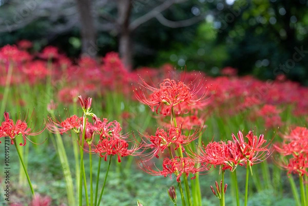 Obraz 一面の彼岸花