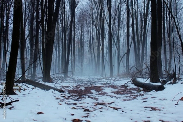 Obraz Alone. A remote winter forest immersed in fog with trail leading into the unknown.