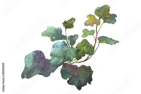 Fototapeta sprig of ivy