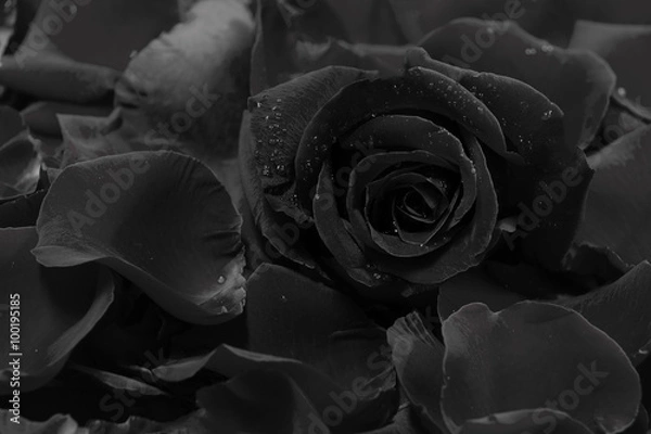 Obraz black rose and petals background with water drops.