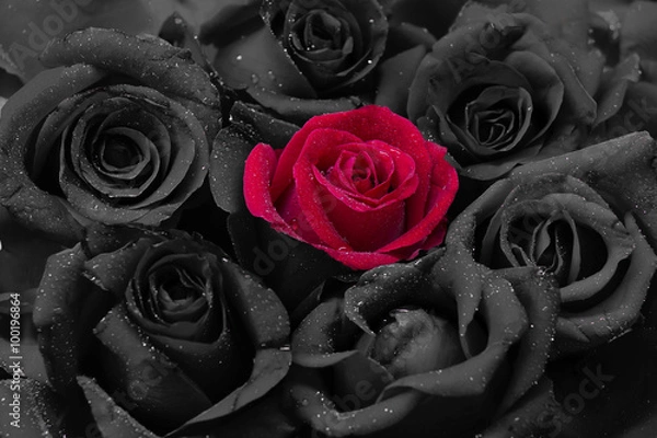 Obraz Black and red roses with water drops. valentine  background