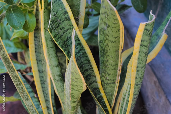 Fototapeta Sansevieria trifasciata or Snake plant in pot at home
