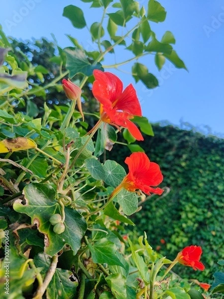 Fototapeta Red flower