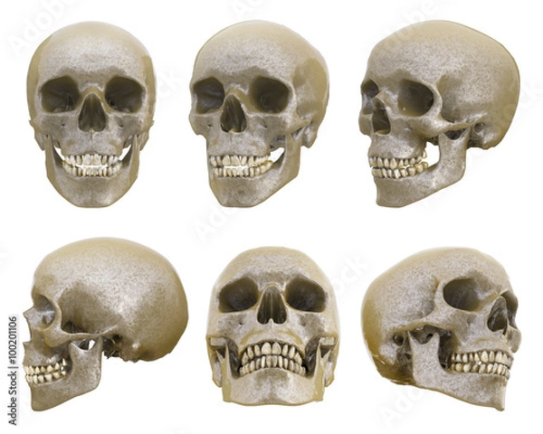 Obraz Human skull from different angles