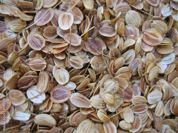 Fototapeta parsnip seed