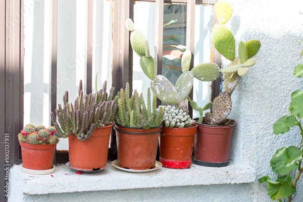 Fototapeta A set of potted plants in a room on the street. Cacti and succulents