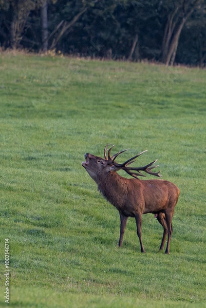 Fototapeta Hirschbrunft