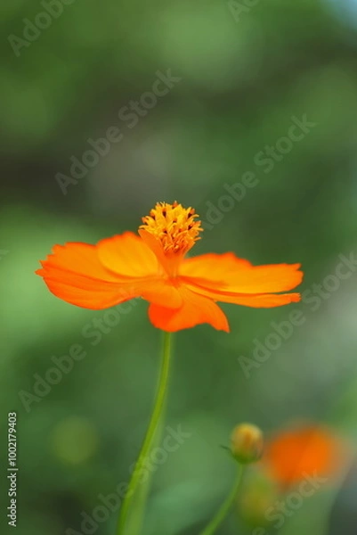 Fototapeta 緑の中のオレンジ色のキバナコスモス