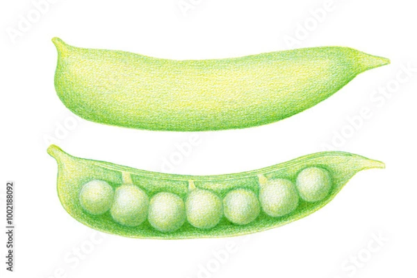Obraz 色鉛筆で描いたえんどう豆