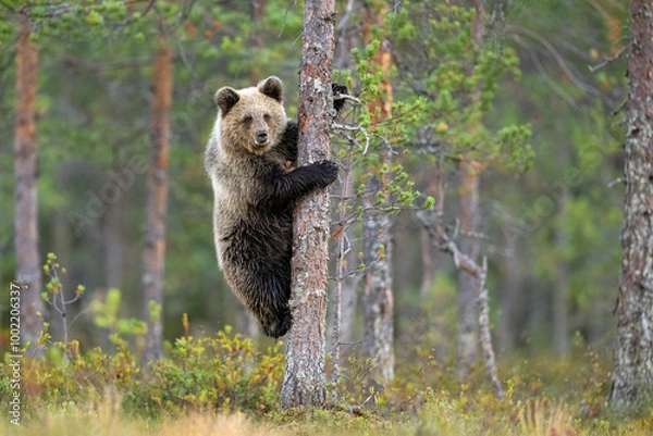 Obraz Brown bear cub on a tree